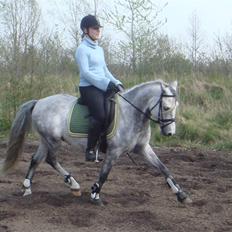 Anden særlig race Stald Speedy's Surprise