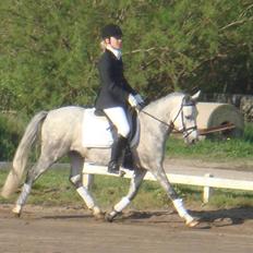 Anden særlig race Stald Speedy's Surprise