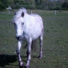 Anden særlig race Krusia Speedy