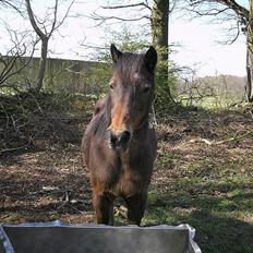 Anden særlig race Lotte
