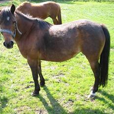 Anden særlig race Lotte
