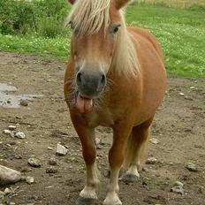 Shetlænder Okkermand