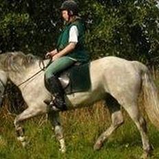 Connemara Skousboe Honey *solgt*