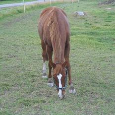 Anden særlig race Chivas