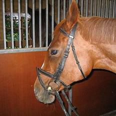 Anden særlig race Chivas