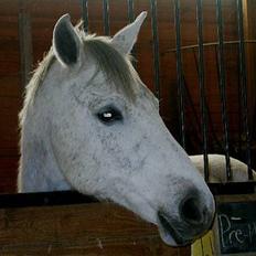 Anden særlig race Precilea