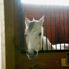 Anden særlig race Precilea