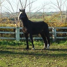 Welsh Cob (sec D) Valhallas Camelot