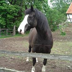 Anden særlig race Figther