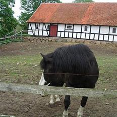 Anden særlig race Figther