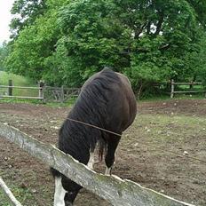 Anden særlig race Figther