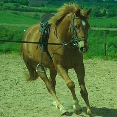 Dansk Varmblod Mistery