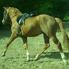 Dansk Varmblod Mistery