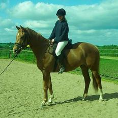 Dansk Varmblod Mistery