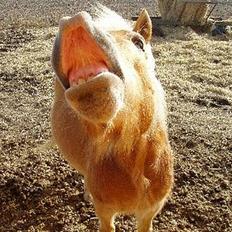 Haflinger Fonzie - død -04.