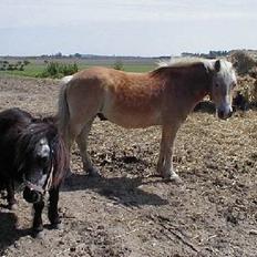 Haflinger Fonzie - død -04.