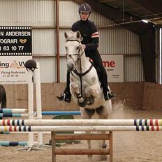 Irsk Sportspony Abbeytown Big Money*Solgt