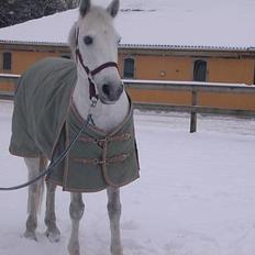 Irsk Sportspony Abbeytown Big Money*Solgt