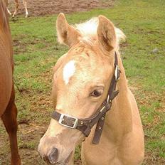 Palomino Gantrup Tjalfe