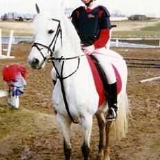 Shagya Araber (SH) Lady (Love of my life!)