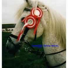 Shagya Araber (SH) Lady (Love of my life!)