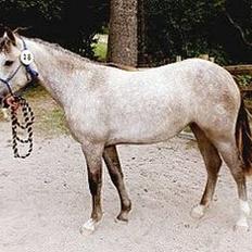 Connemara Dambæksgårds Flash Fasion