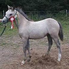 Connemara Dambæksgårds Flash Fasion