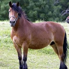 Nordsvensk Skovhest Isabell