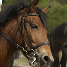 Nordsvensk Skovhest Isabell