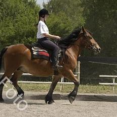 Nordsvensk Skovhest Isabell