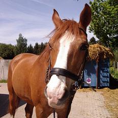 Dansk Varmblod Witus