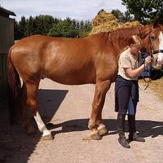 Dansk Varmblod Witus