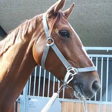 Dansk Varmblod Weronica Højrimmen 