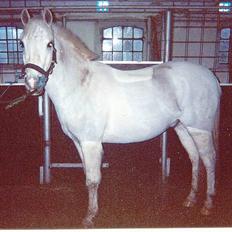 Anden særlig race Bølle