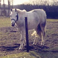 Anden særlig race Bølle