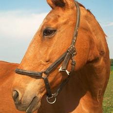 Hannoveraner Michelle - DØD