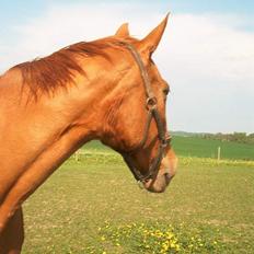 Hannoveraner Michelle - DØD