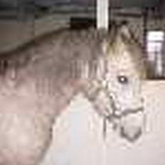 Connemara Dambæksgårds Flash Fasion