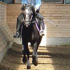 Dartmoor Egon Olsen Ronda (Ollie)1