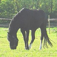 Dartmoor Egon Olsen Ronda (Ollie)1