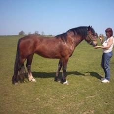 Welsh Cob (sec D) Dorthealyst Chocolate Kis
