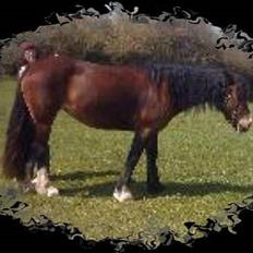 Welsh Cob (sec D) Haymo's Kira