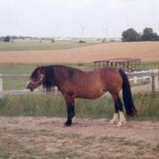 Welsh Cob (sec D) Haymo's Kira