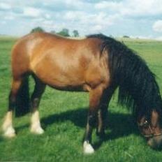 Welsh Cob (sec D) Haymo's Kira