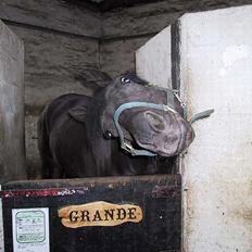 Anden særlig race Grande Benjamin O'nalli.