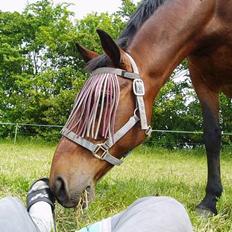 Anden særlig race Dear-lei <3 hvil i fred min engel