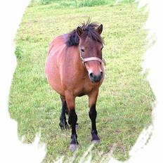 Anden særlig race Jasmin