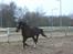Anden særlig race Daisy - Hendes galop