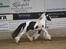 Irish Cob Igors Riain of April STER - Riain til kåring den 21. og 22. april 2007