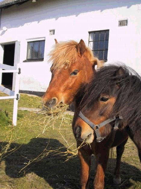 Miniature trold - de to kammerater Polle og Trold klar til at nyde sommeren. billede 7